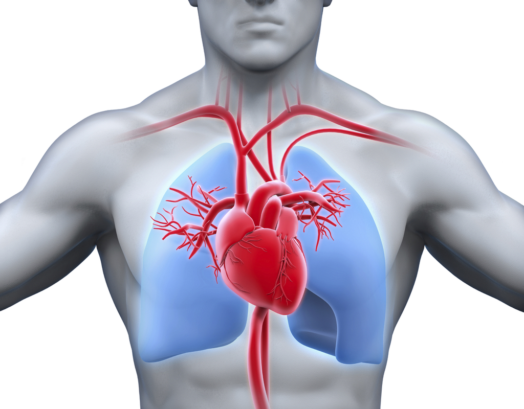 heart and lung health of patients MPT CARDIO